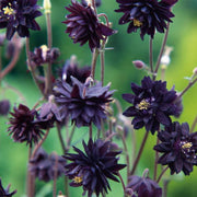 Black Barlow Columbine Seeds