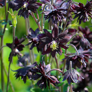 Black Barlow Columbine Seeds