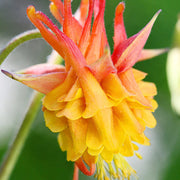Double Orange Yellow Columbine Seeds
