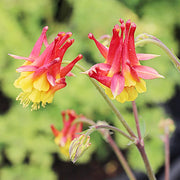 Double Orange Yellow Columbine Seeds