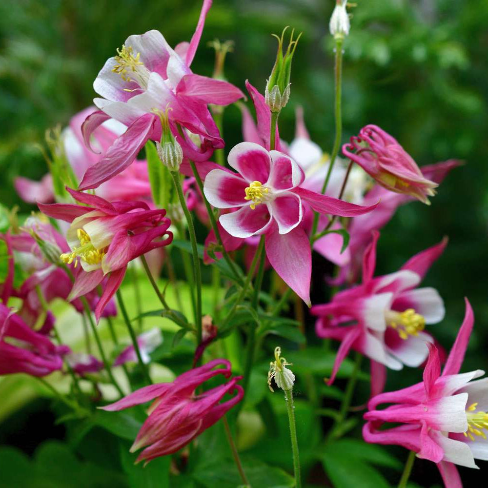 Columbine Flower Seeds – Aquilegia vulgaris
