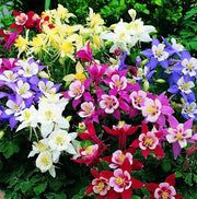 Wildflower Mix Columbine Seeds