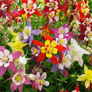 Wildflower Mix Columbine Seeds