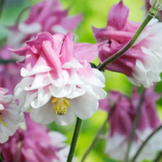 Pink Petticoat Columbine Seeds