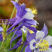 Purple Columbine Seeds