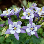 Rocky Mountain Columbine Seeds