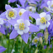 Rocky Mountain Columbine Seeds