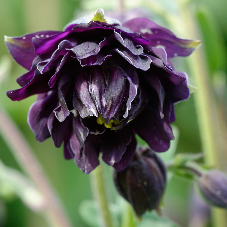 Black Barlow Columbine Seeds