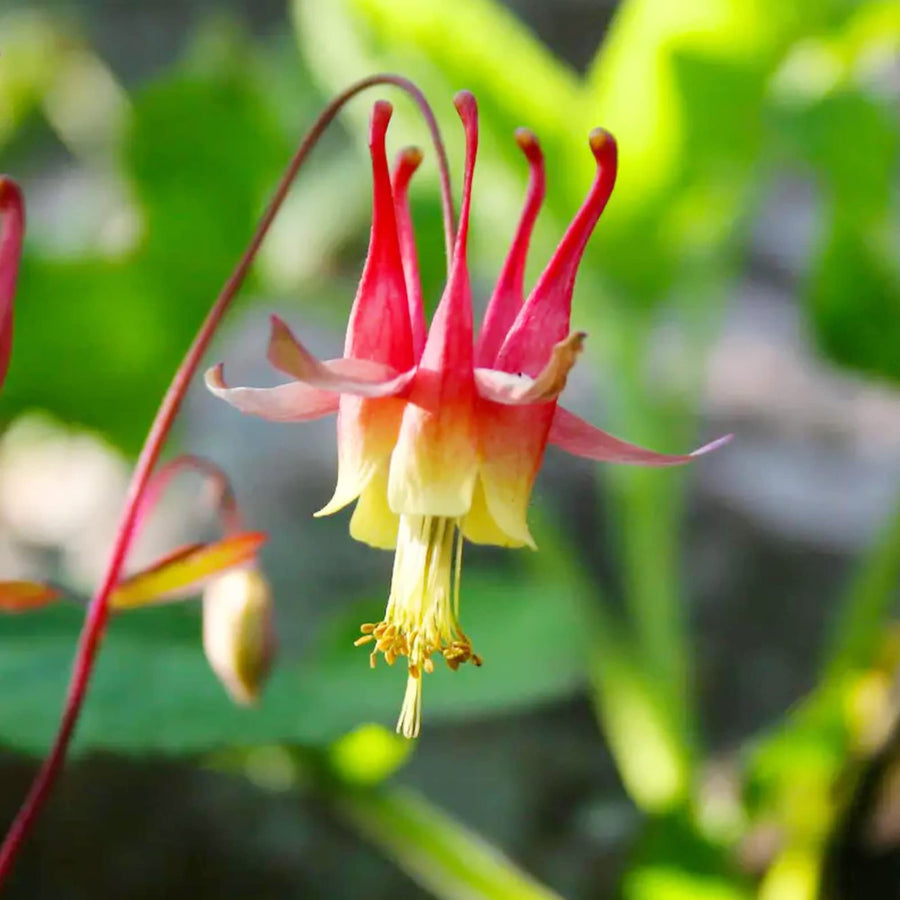 Double Orange Yellow Columbine Seeds