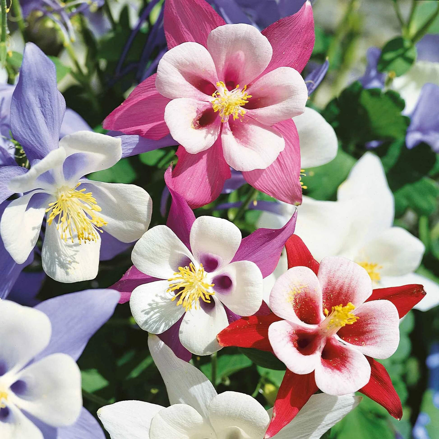 Wildflower Mix Columbine Seeds