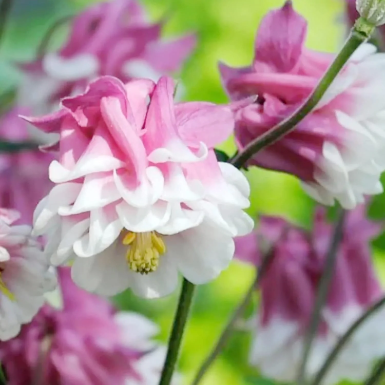 Pink Petticoat Columbine Seeds