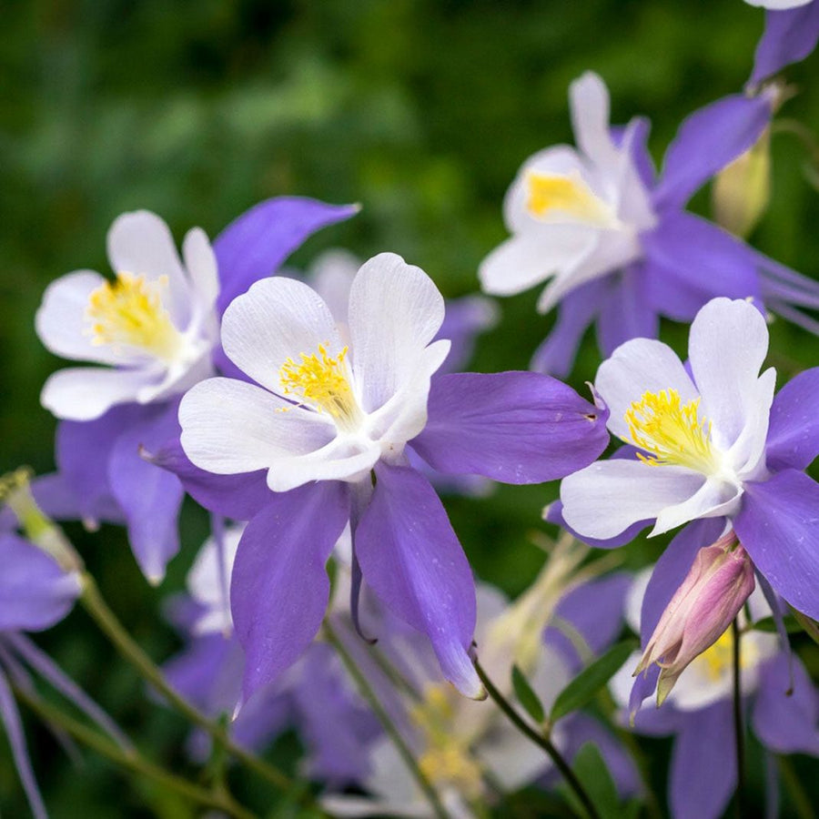 Purple Columbine Seeds