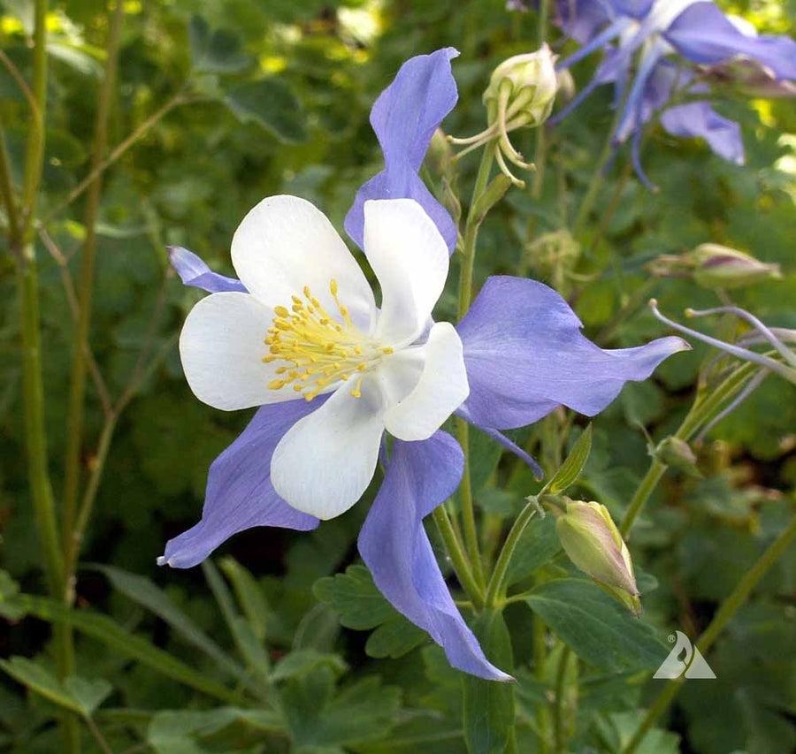 Rocky Mountain Columbine Seeds