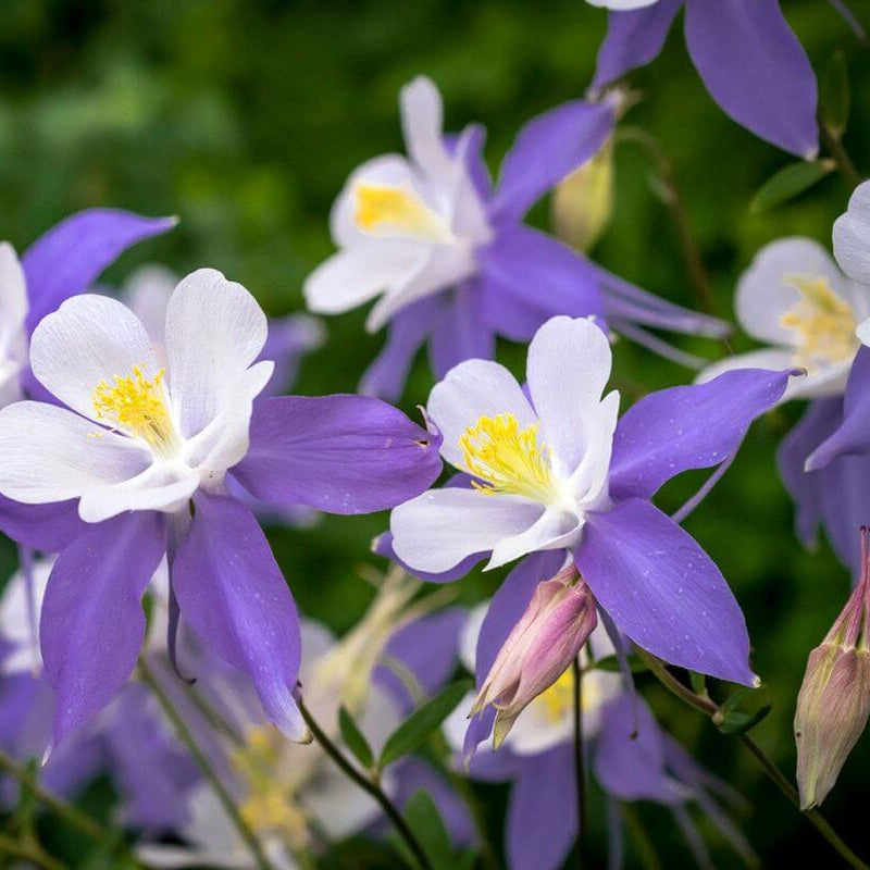 Wildflower Mix Columbine Seeds