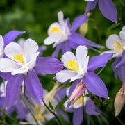 Wildflower Mix Columbine Seeds