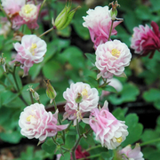 Winky Double Rose Columbine Seeds