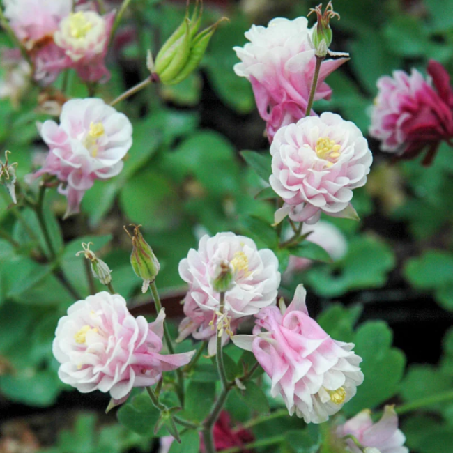Winky Double Rose Columbine Seeds