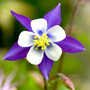 Wildflower Mix Columbine Seeds