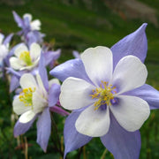 Wildflower Mix Columbine Seeds