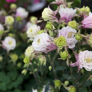 Winky Double Rose Columbine Seeds