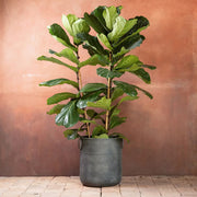 Column Seeds, Ficus lyrata