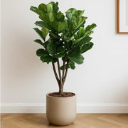 Column Seeds, Ficus lyrata