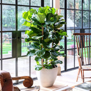 Column Seeds, Ficus lyrata