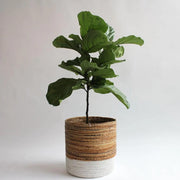 Column Seeds, Ficus lyrata