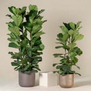 Column Seeds, Ficus lyrata