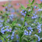 Heirloom Comfrey Seeds