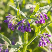 Comfrey Seeds - Herbal Plant for Home Gardens Seeds