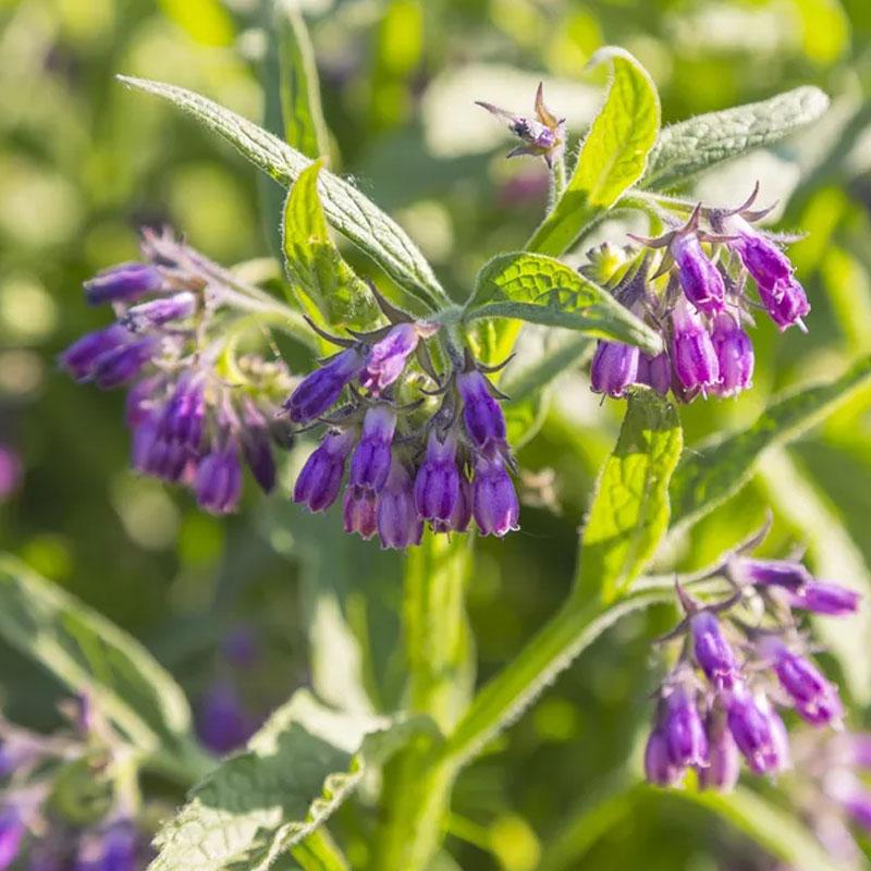 Comfrey Seeds - Herbal Plant for Home Gardens Seeds