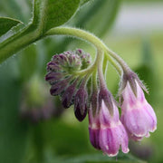 Comfrey Seeds - Herbal Plant for Home Gardens Seeds