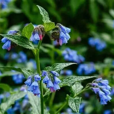 Heirloom Comfrey Seeds