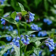 Heirloom Comfrey Seeds