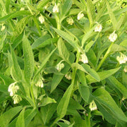 Common Comfrey Seeds - Herbal Seeds