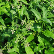 Common Comfrey Seeds - Herbal Seeds
