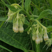 Common Comfrey Seeds - Herbal Seeds
