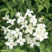 Common Jasmine Seeds - Flower Plant