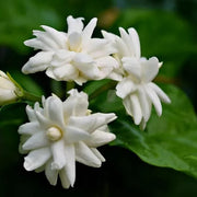 Common Jasmine Seeds - Flower Plant