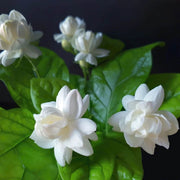 Common Jasmine Seeds - Flower Plant
