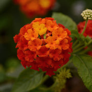 Common Lantana Seeds
