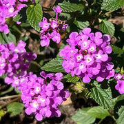 Common Lantana Seeds