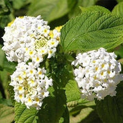 Common Lantana Seeds