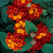 Common Lantana Seeds