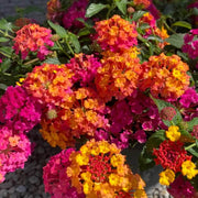 Common Lantana Seeds