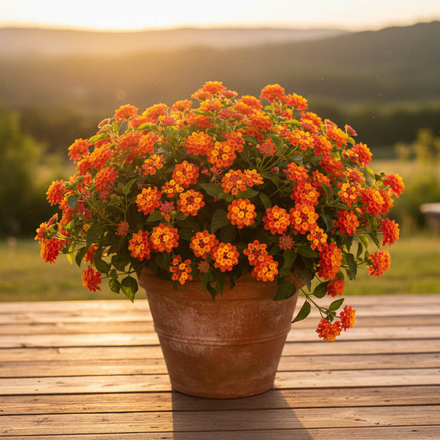 Common Lantana Seeds