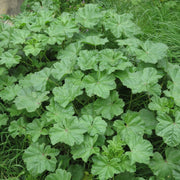 Mallow Seeds – Malva sylvestris