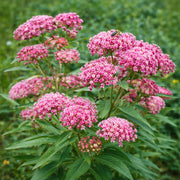 Milkweed Seeds – Asclepias spp.
