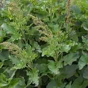 Common Orache Seeds - Vegetable Plant